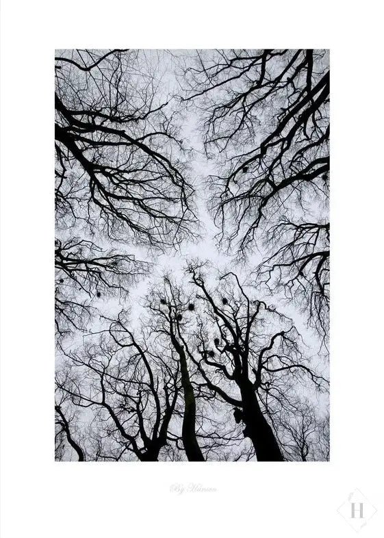 Kunstprint - trækroner 02 Hansen posters