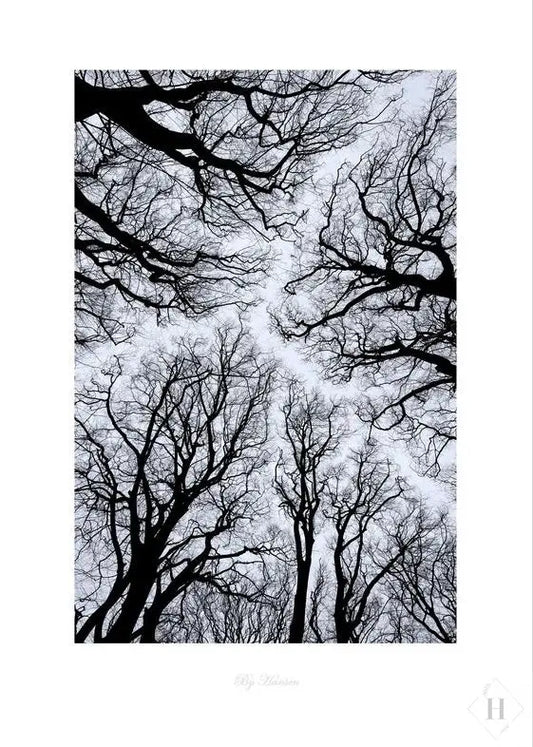 Kunstprint - trækroner 03 Hansen posters