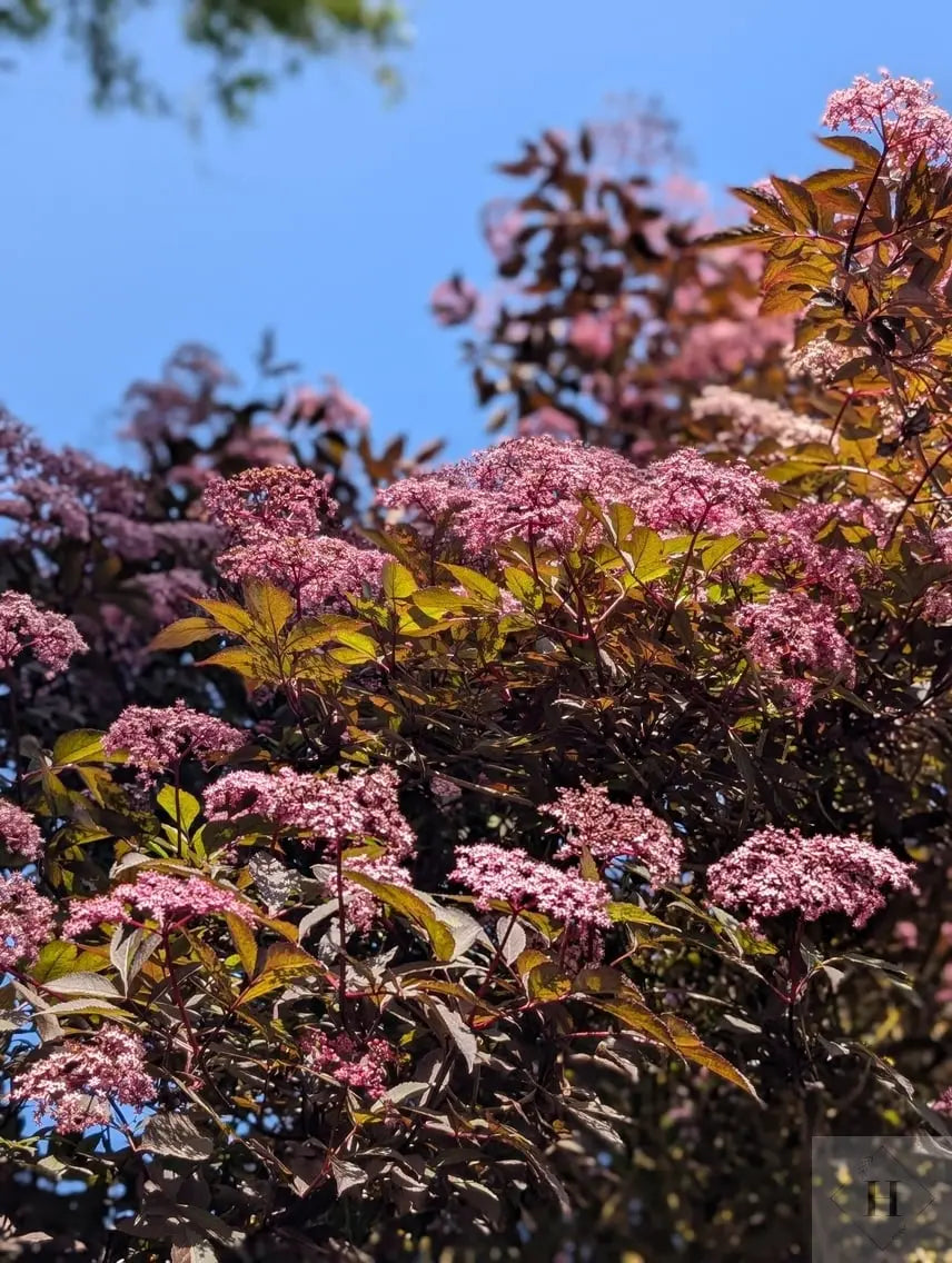 Rød hyld likør, 25% VOL., Årgang 2025 Falk Bornholm