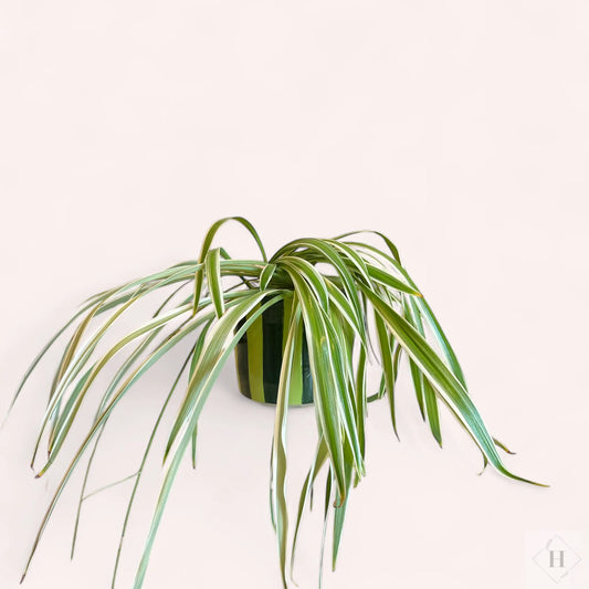 Stor urtepotte By Victoria Juul