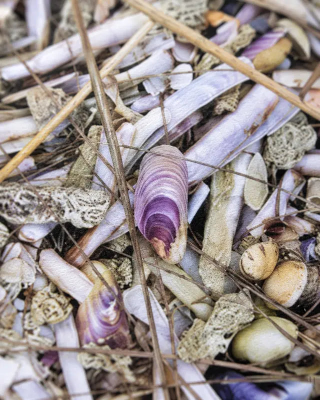 Strandens skatte - Purple Shell