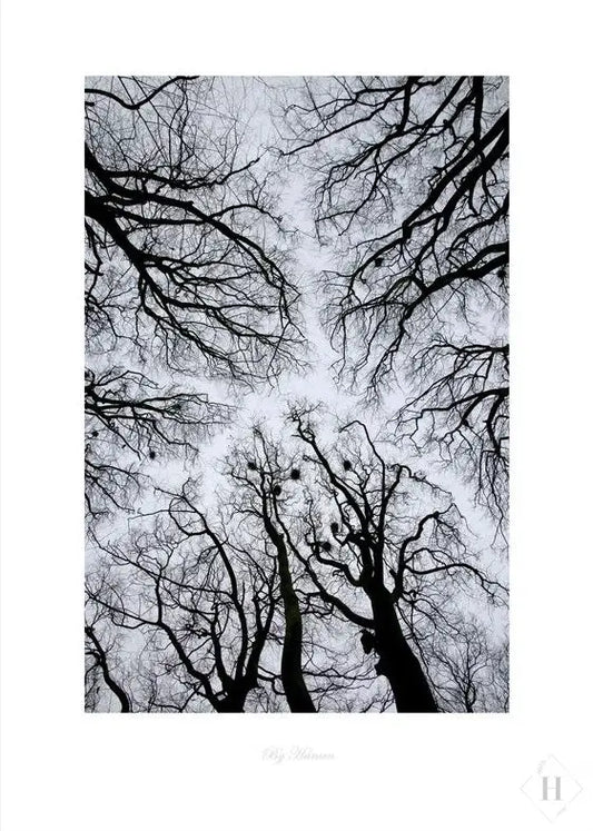 Kunstprint - trækroner 02 Hansen posters