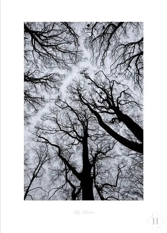 Kunstprint - trækroner 01 Hansen posters