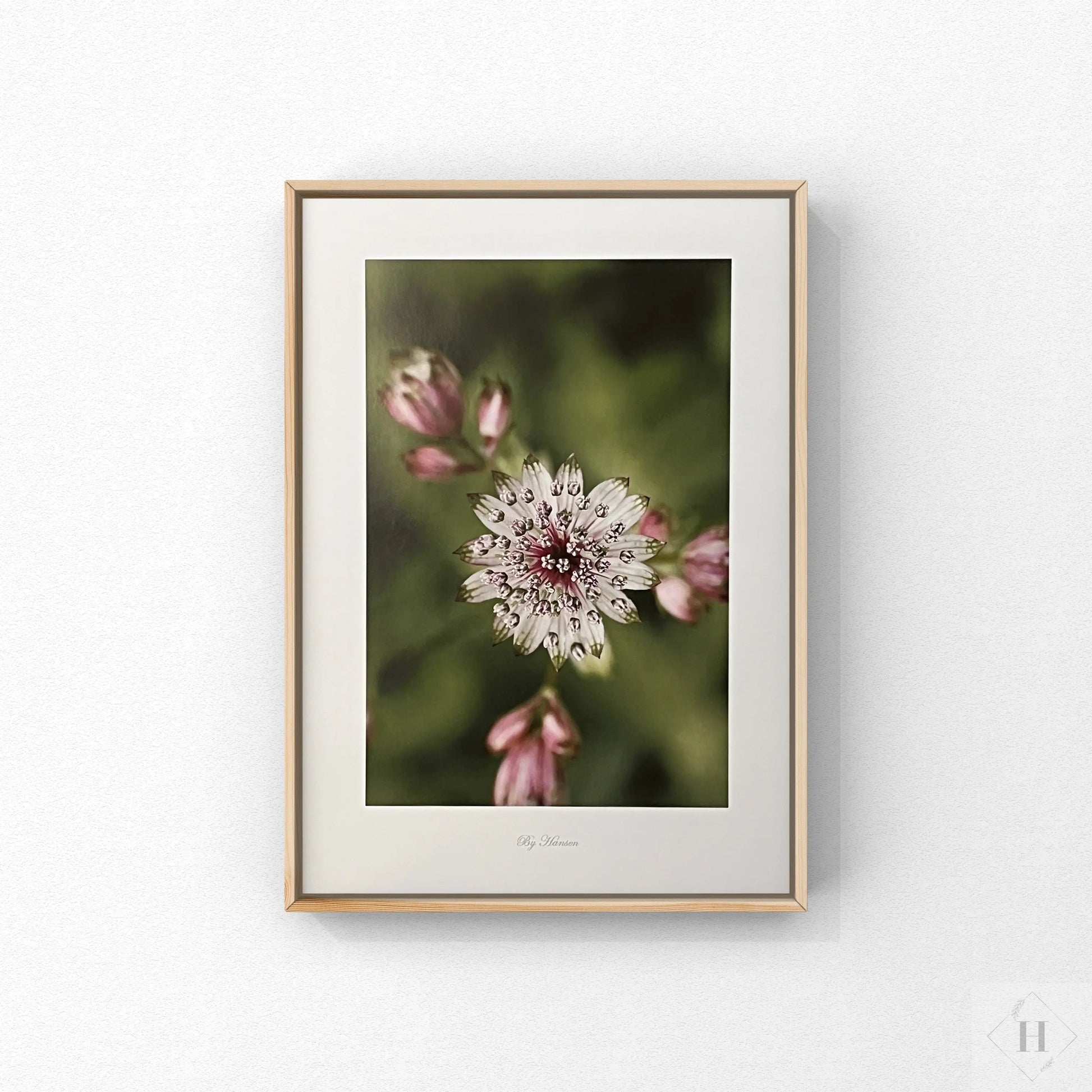 Kunstprint - løgblomst Hansen posters