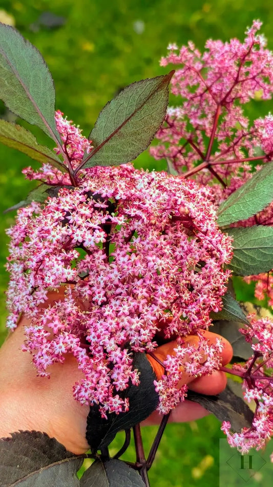 Rød hyld likør, 25% VOL., Årgang 2025 Falk Bornholm