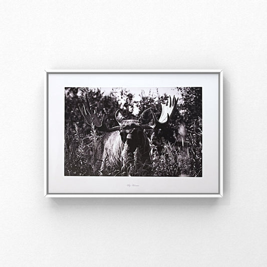 Elgen fra vildmosen – fotoprint af Hansen Posters