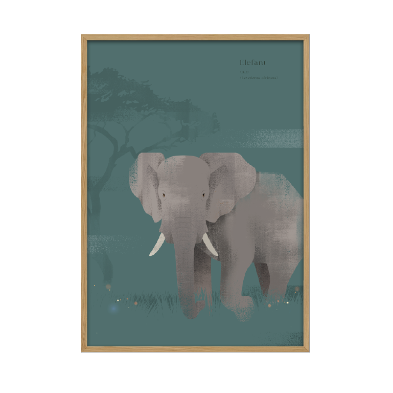 Kunstplakat - Elefant. (50x70) Unika Nord
